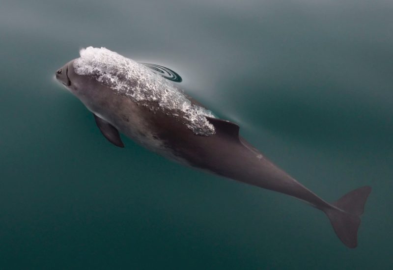 Positive Travel Holland Guide Harbor Porpoise