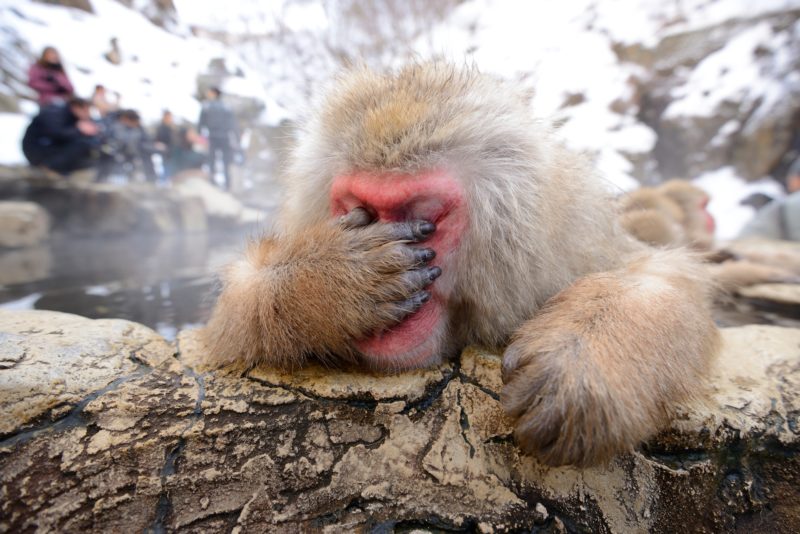 A Japanese Macaque, reacting exhausted due to all the papparazzi.