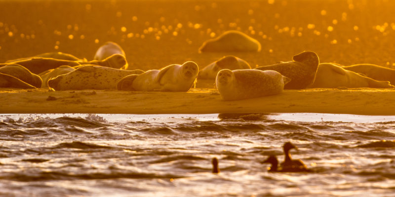 Harbor Seals (Phoca vitulina) on sandbank in orange glow of setting sun in the Wadden sea Netherlands