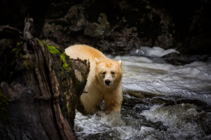 Spirit Bear, Great Bear Rainforest, BC, Canada
