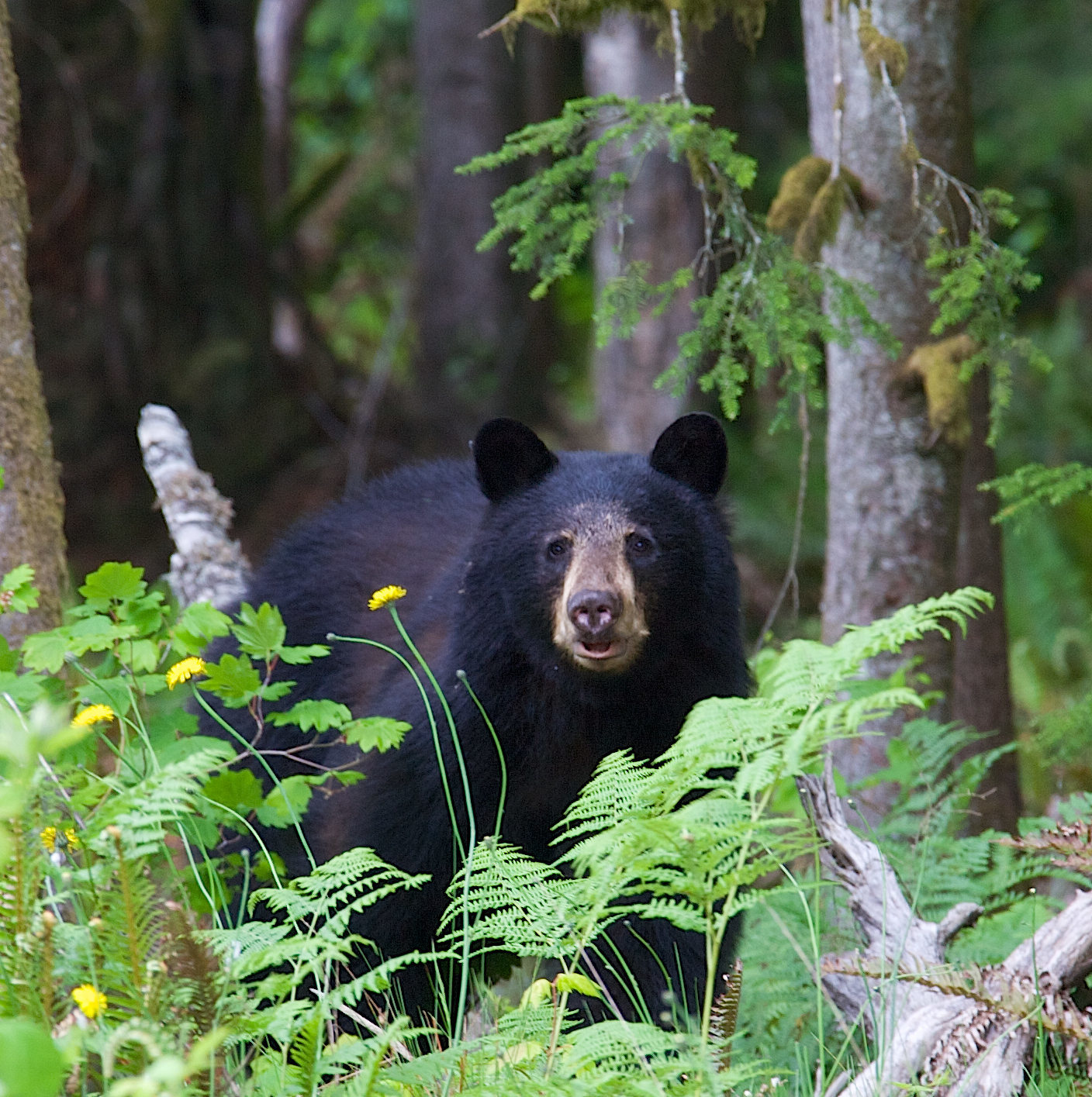 Black bear in a forest in British Columbia Canada