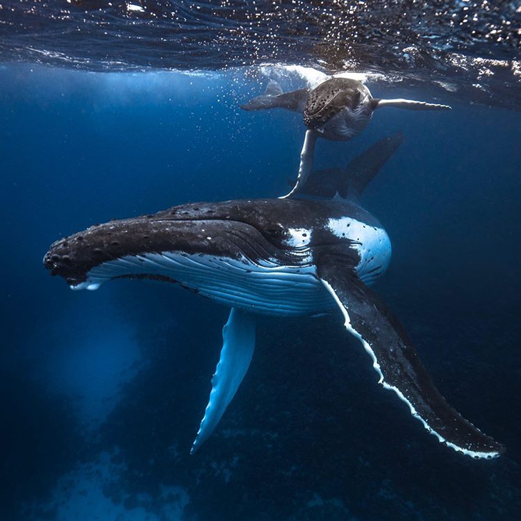 Positive Oceans/ Mother and Child Humpback Whale