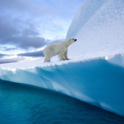 Positive Oceans Polar Bear (Ursus maritimus) on an iceberg in Northwest Fjord in eastern Greenland.