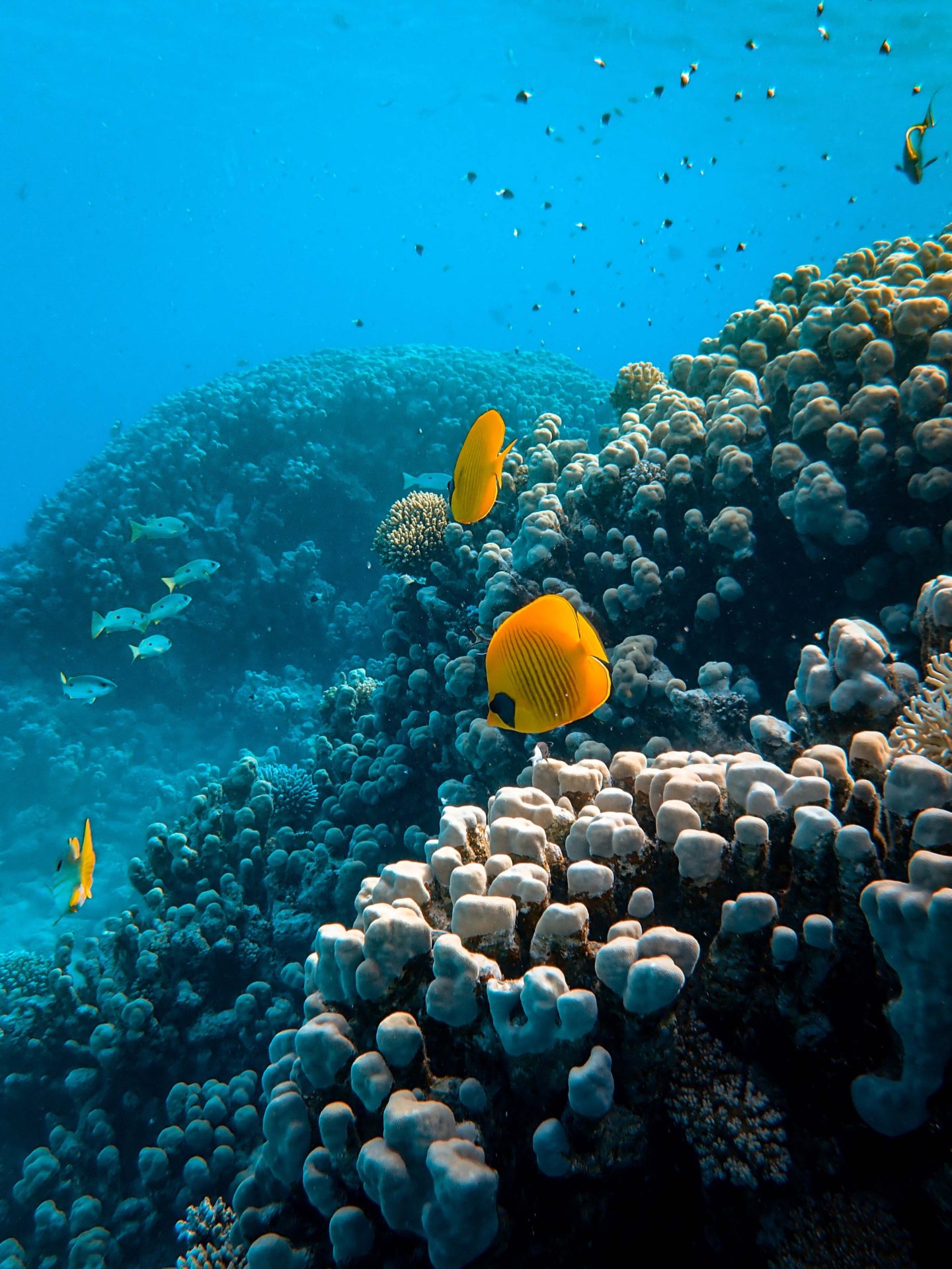 Positive Ocean Angelfish