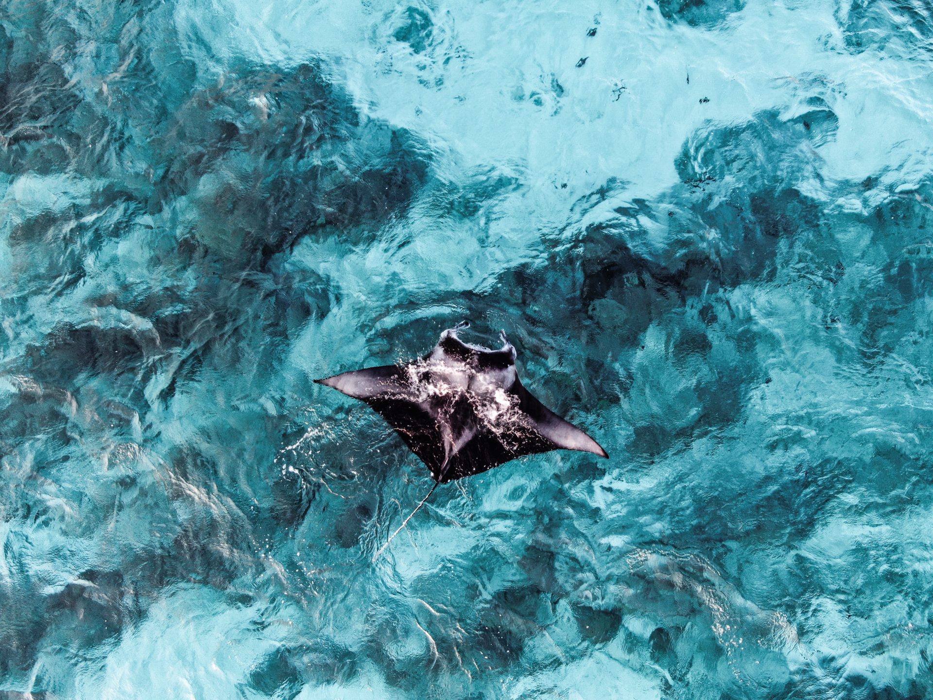 Positive Ocean Manta Ray