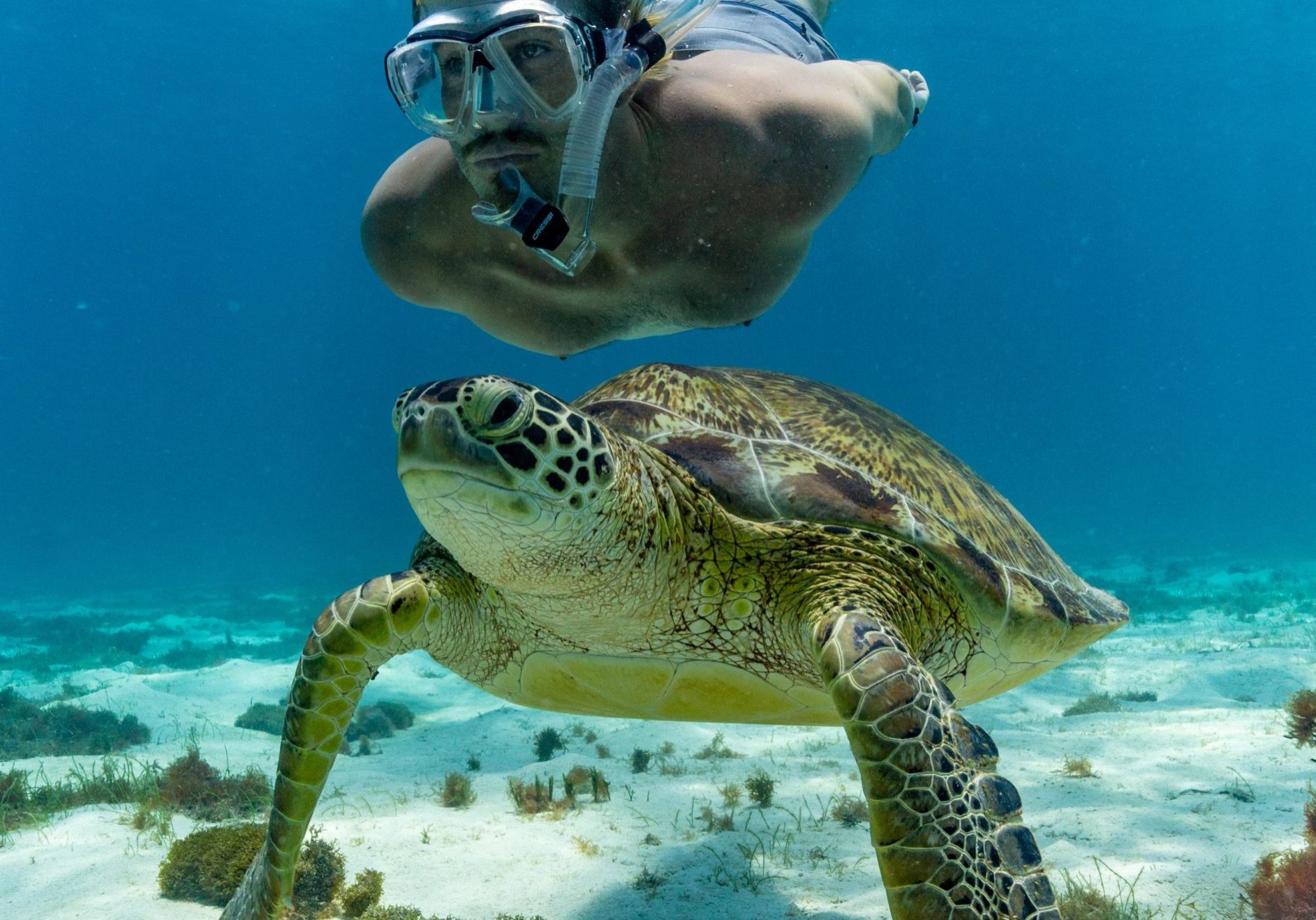 Andy-Petts-Green-Turtle-Snorkel-St-Vincent-Grenadines