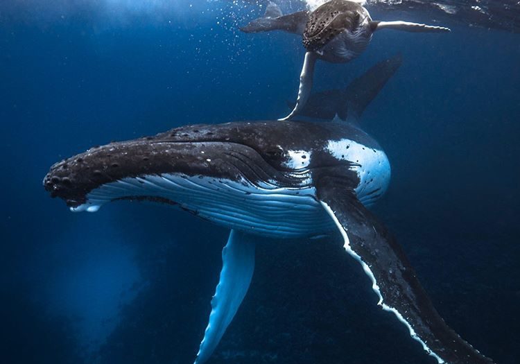 Positive Oceans/ Mother and Child Humpback Whale